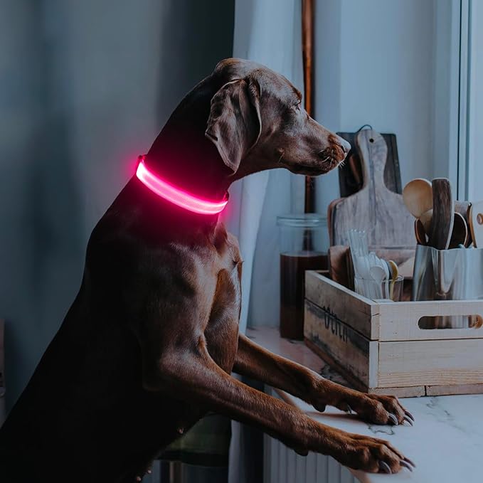 Illumifun LED Dog Collar USB Rechargeable Light Up Dog Collar, Water-Resistant Adjustable Safety