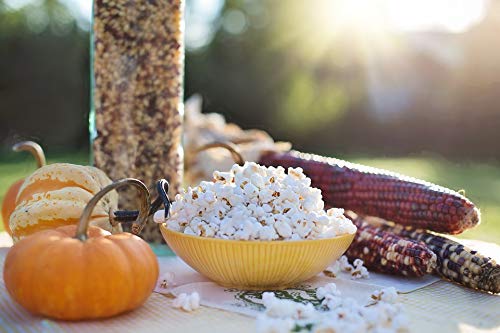 1000 Springs Mill Organic Dry Popcorn Kernels - Non-GMO, Healthy Snack for Microwave or Stovetop