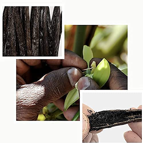 15 Organic Madagascar Vanilla Beans-Whole Pods Grade A 5''-7'' Premium Vanilla Beans For Extract