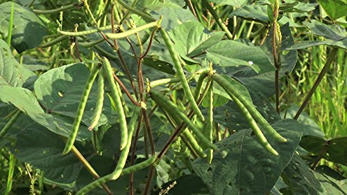 Whole dried Organic Mung Beans aka 'Green Gram' 'Maash' 'Moong' Prewashed Clean Ready to Cook non