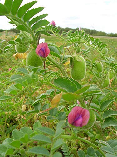 Organic Garbanzo Beans (ChickPeas)-Raw/Non-GMO/Kosher Sproutable Low Sodium Bulk Vegan Dietary