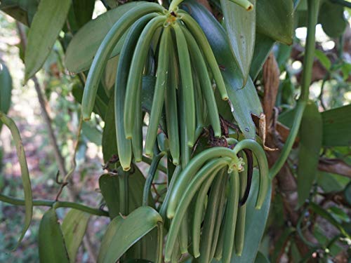 30 Organic Madagascar Vanilla Beans Grade A. Certified USDA Organic. ~6" for Chefs, Extract and