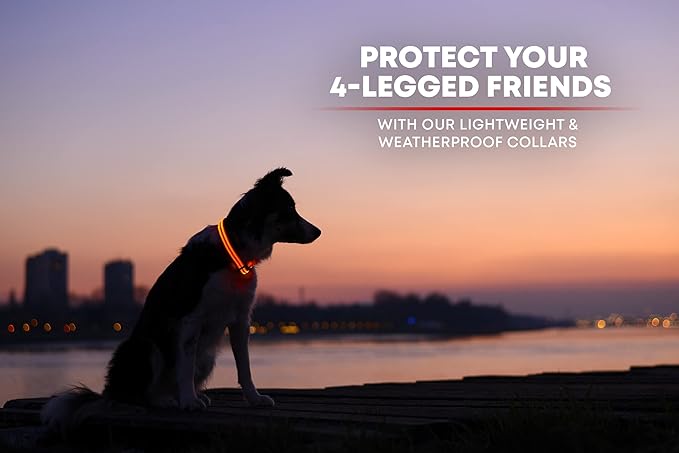 ILLUMISEEN LED Dog Collar USB Rechargeable - Bright & High Visibility Lighted Glow Collar for Pet