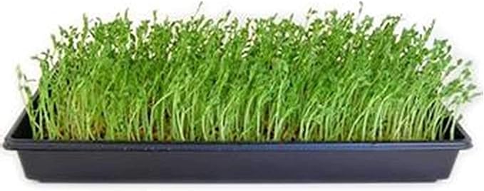 Handy Pantry Dun Pea Sprouting Seeds - 35 Lbs - Dried Dun Peas - Edible Seeds, Gardening