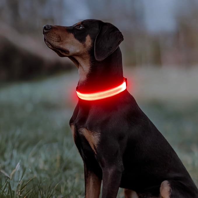 Illumifun Light Up Dog Collar - USB Rechargeable LED Dog Collar Glow in The Dark, Adjustable Pet