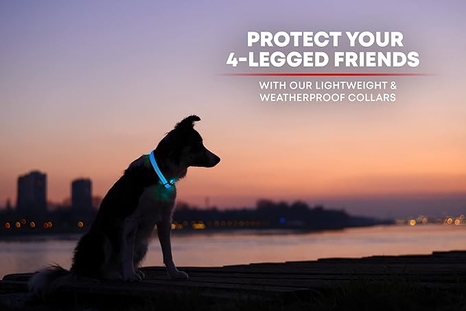 Illumiseen LED Dog Collar USB Rechargeable - Bright & High Visibility Lighted Glow Collar for Pet