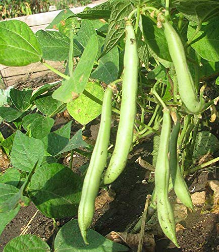Organic Navy Beans Raw non GMO Vegan Bulk - 9LB