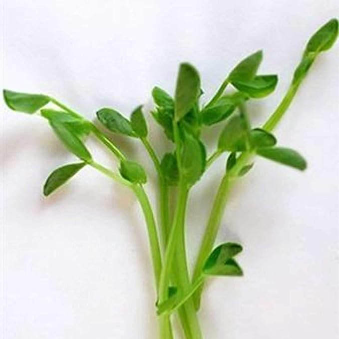 Handy Pantry Dun Pea Sprouting Seeds - 35 Lbs - Dried Dun Peas - Edible Seeds, Gardening