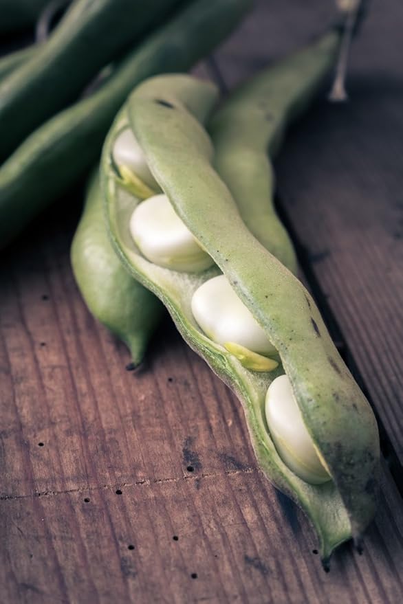 Food to Live Organic Cannellini Beans, 5 Pounds ??Non-GMO, Dried White Kidney Beans, Sproutable