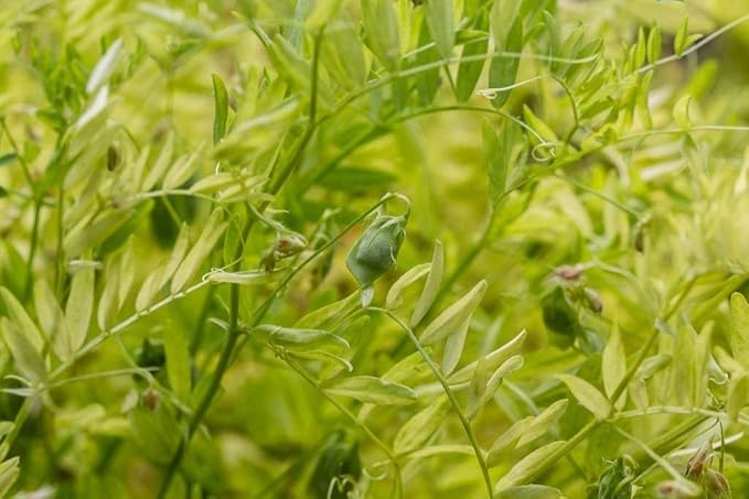 Food to Live Organic French Green Lentils, 10 Pounds ??Non-GMO, Whole Dry Beans, Raw, Sproutable