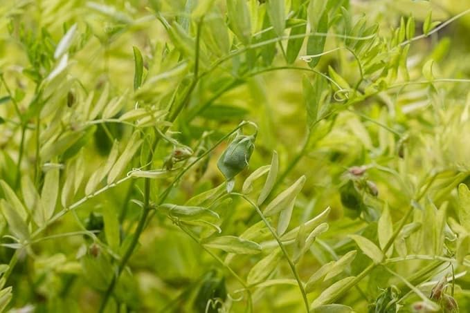 Food to Live Organic French Green Lentils, 2 Pounds ??Non-GMO, Whole Dry Beans, Raw, Sproutable