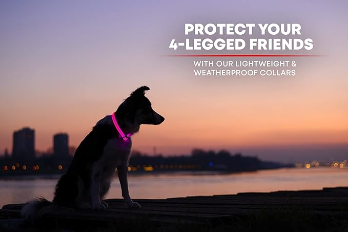 Illumiseen LED Dog Collar USB Rechargeable - Bright & High Visibility Lighted Glow Collar for Pet