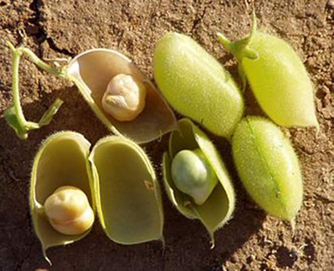 Organic Garbanzo Beans (ChickPeas)-Raw/Non-GMO/Kosher Sproutable Low Sodium Bulk Vegan Dietary