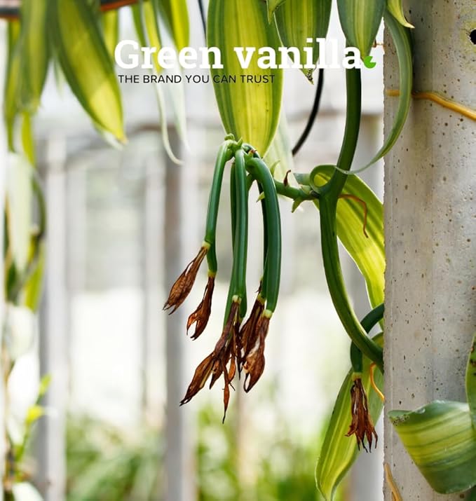 15 Organic Madagascar Vanilla Beans-Whole Pods Grade A 5''-7'' Premium Vanilla Beans For Extract