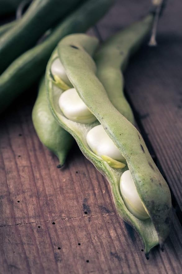 Food to Live Organic Cannellini Beans, 15 Pounds ??Non-GMO, Dried White Kidney Beans, Sproutable