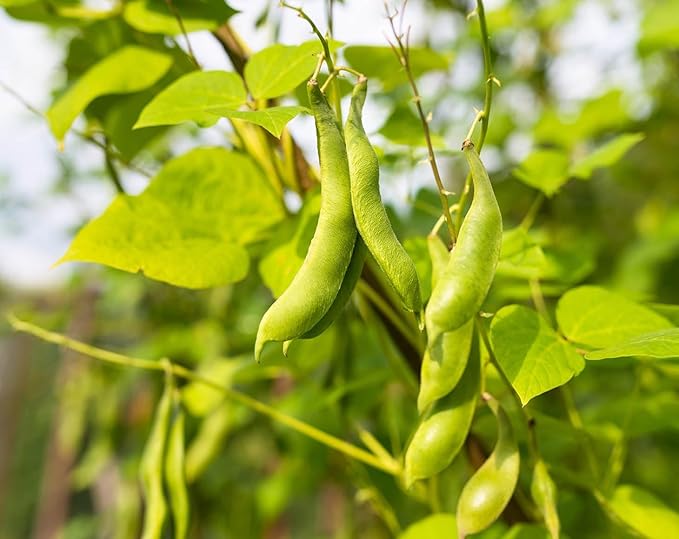 Food to Live Organic Black Beans, 2 Pounds ??Non-GMO, Whole Dried Beans, Sproutable, Vegan, Kosher