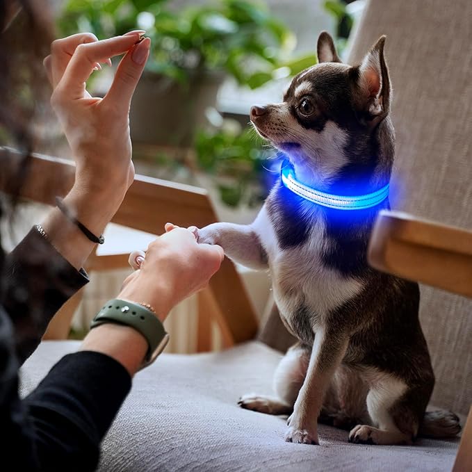 YFbrite LED Dog Collar XS, Lightweight Cat Collar Light, Comfortable Light Up Puppy Collars, USB