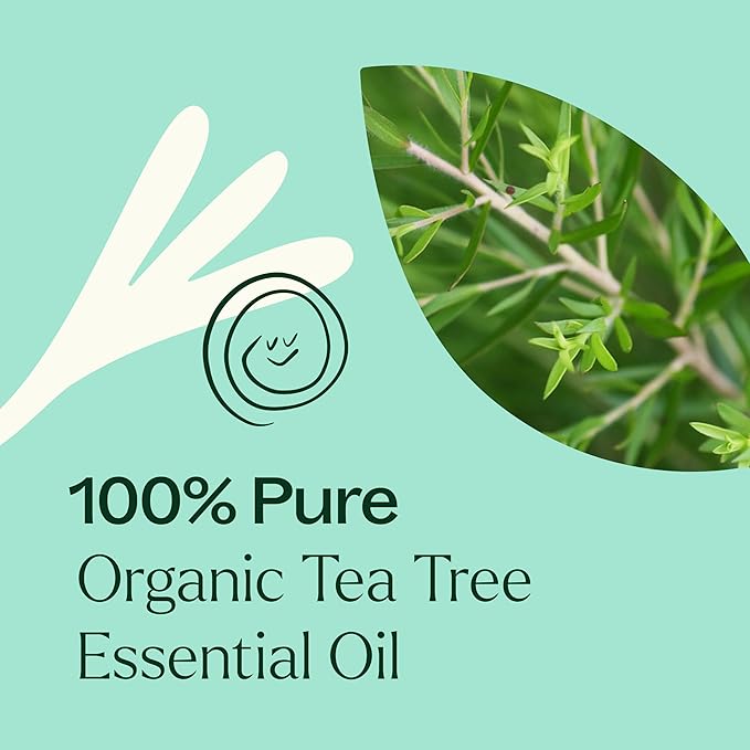 Plant Therapy Organic Tea Tree Oil (Melaleuca) 100% Pure, USDA Certified Organic, Undiluted