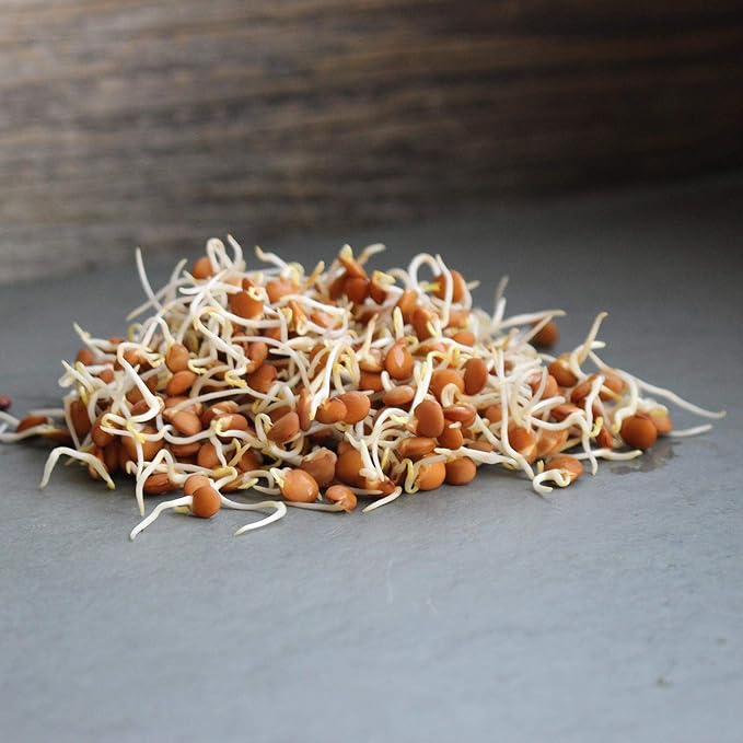 Organic Red Lentil Sprouting Seeds -5 Lbs - Handy Pantry Brand - Red Lentils- Perfect for Garden
