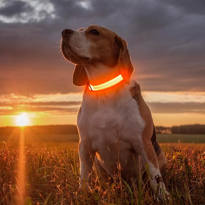 Illumifun Light Up Dog Collar USB Rechargeable LED Dog Collar, Adjustable Blinking Dog Light for