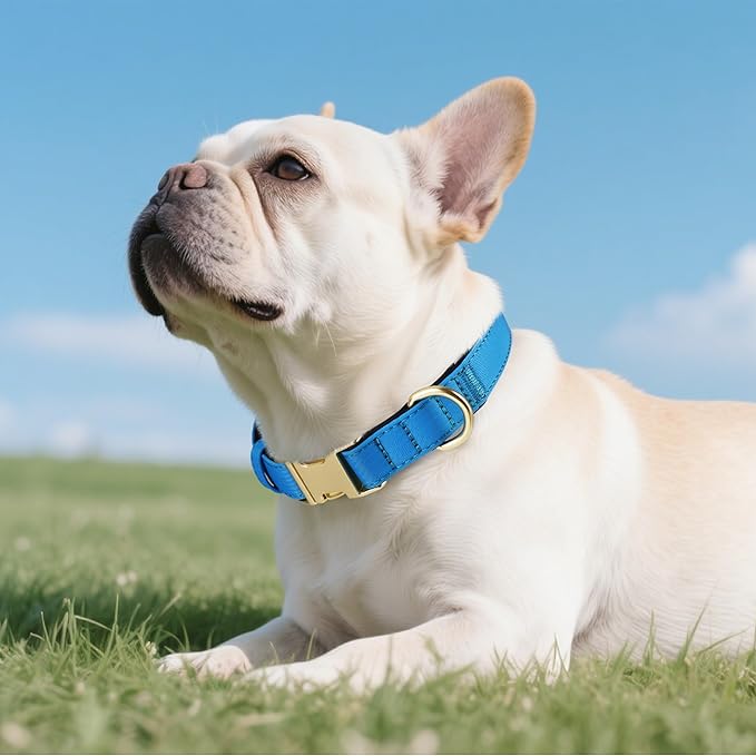 Didog Soft Padded Dog Collars for Small Dogs, Colorful and Durable Dog Collar with Quick Release