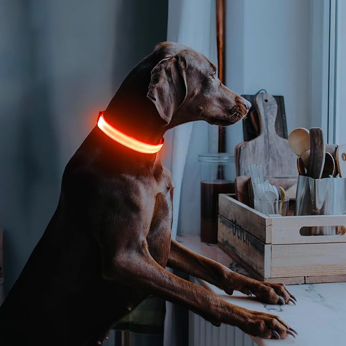 Illumifun LED Dog Collar, Adjustable Light Up Dog Collars, USB Rechargeable Water-Resistant Glowing
