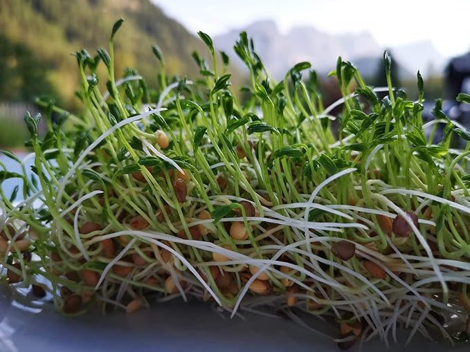 Organic Green Lentils Whole Raw, High Fiber Non-GMO-Bulk (1LB)