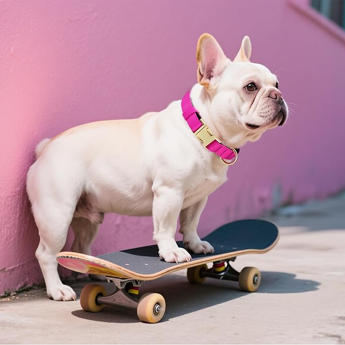 Didog Soft Padded Dog Collar for Large Dogs, Colorful and Durable Pet Collar with Quick Release