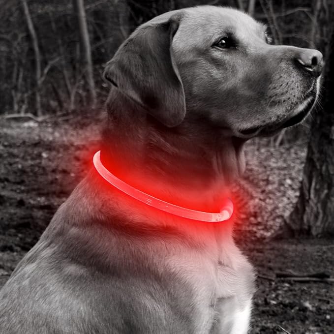 BSEEN Light Up Dog Collar - Rechargeable LED Dog Collar - 360° Glow in The Dark Pet Collar for