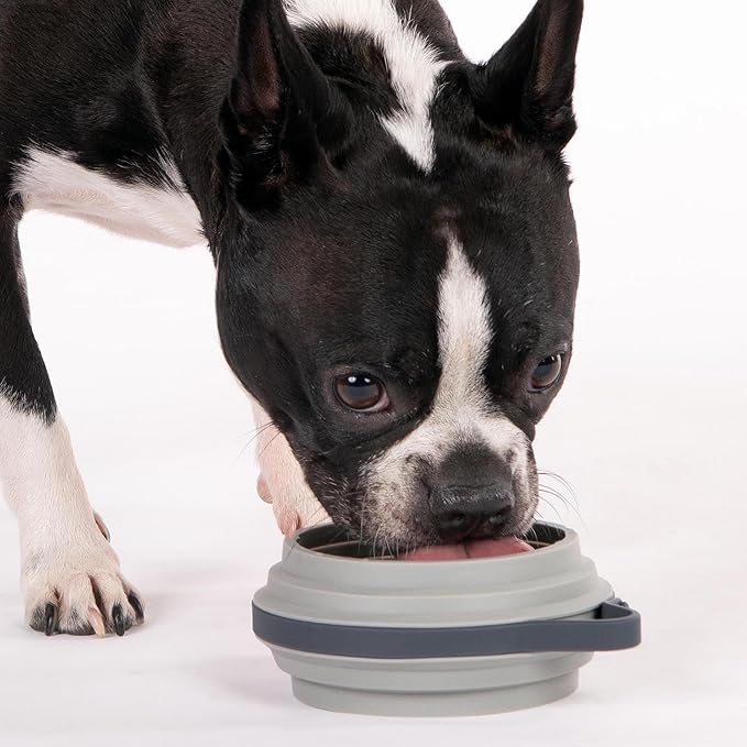 Nomad Small Collapsible Dog Bowl - 2 Cup Food-Safe Silicone Travel Bowl for Dogs, Portable &