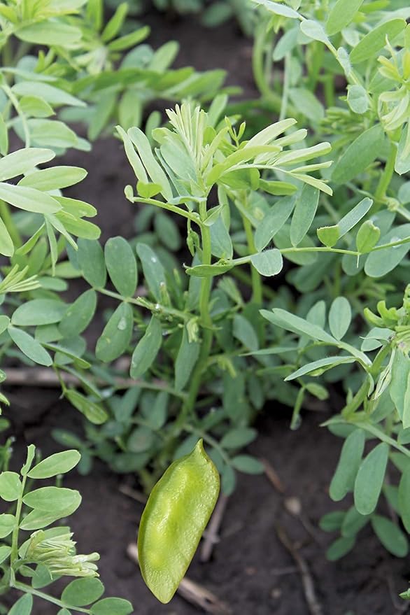 Organic French Green Lentils Whole Raw, High Fiber Non-GMO-Bulk (25LB)