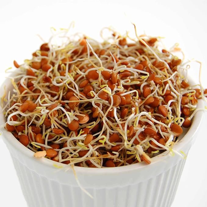 Organic Red Lentil Sprouting Seeds -5 Lbs - Handy Pantry Brand - Red Lentils- Perfect for Garden