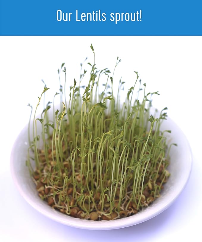 Certified Glyphosate Residue Free Brown Lentils | 25 LBS | Bulk | Desiccant Free | Sproutable |