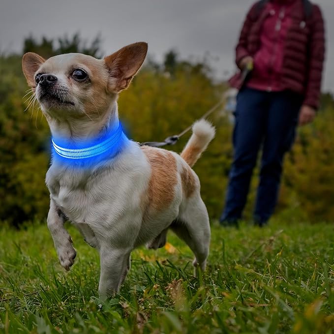 Illumifun LED Collar for Small Dogs - USB Rechargeable Dog Safety Collar Light, Adjustable Nylon