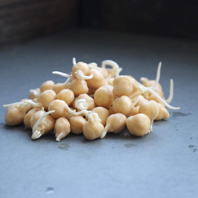 Dried Garbanzo Beans- Organic Sprouting Seeds - 1 Lbs - Handy Pantry Brand - Dry Garbonzo Bean /