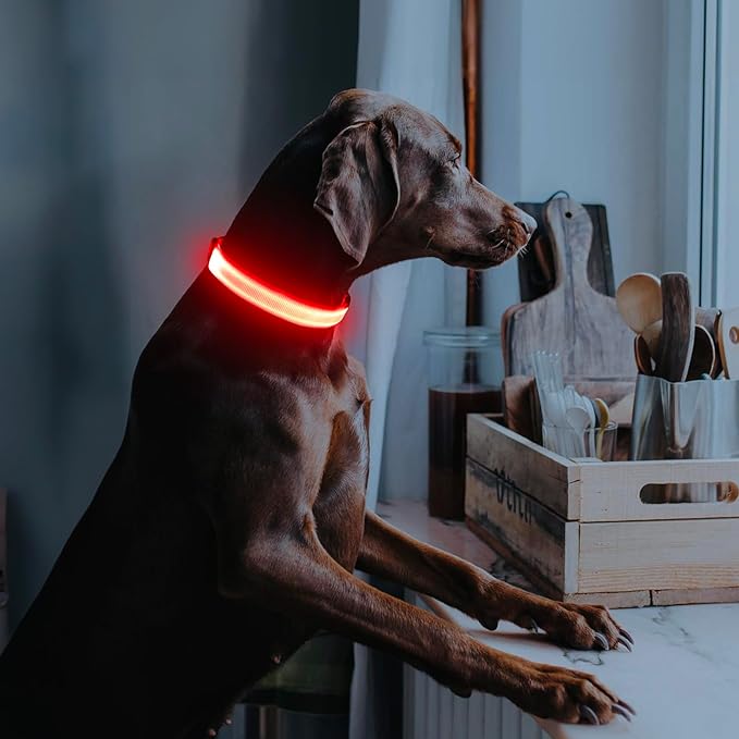Illumifun Light Up Collar for Dogs, Rechargeable LED Dog Collar, Adjustable Safety Pet Collar