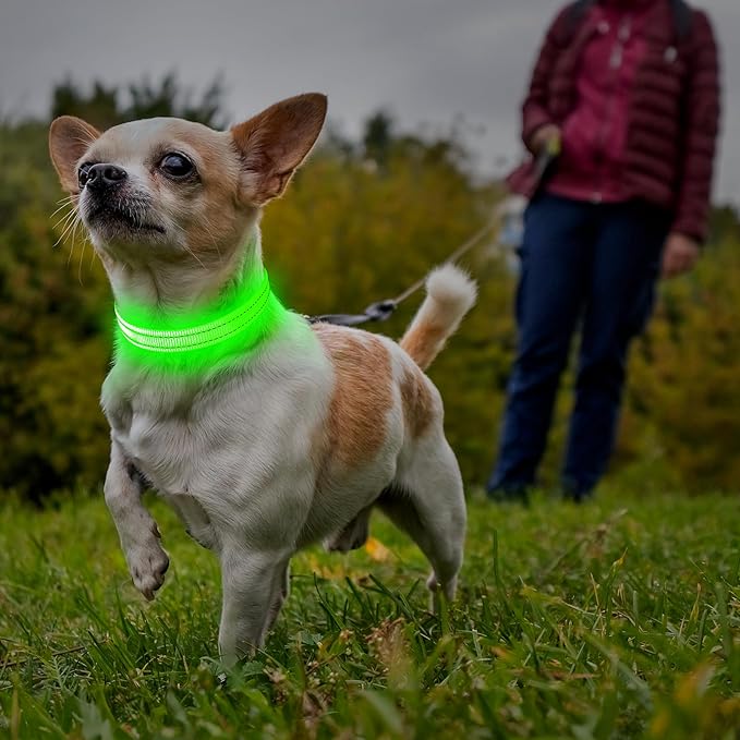 illumifun LED Dog Collar for Puppy, USB Rechargeable Light Up Collar, Lightweight Nylon Glowing Dog