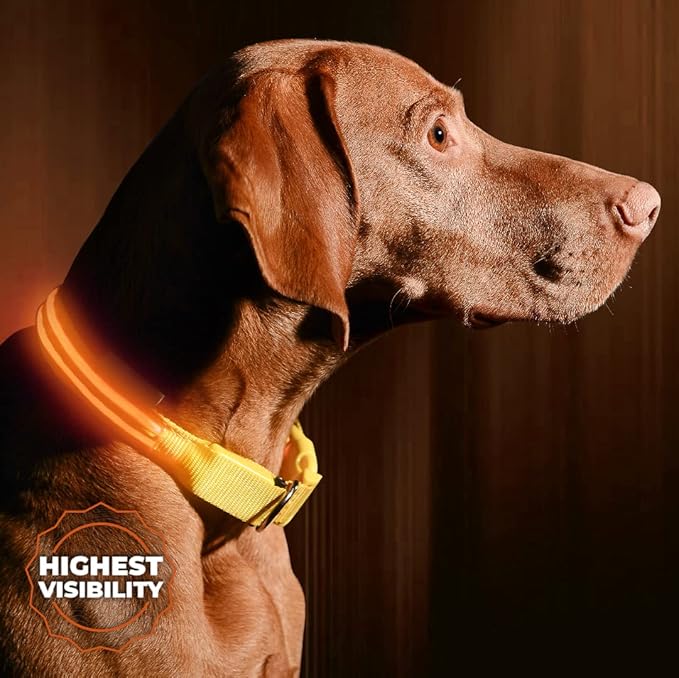 ILLUMISEEN LED Dog Collar USB Rechargeable - Bright & High Visibility Lighted Glow Collar for Pet