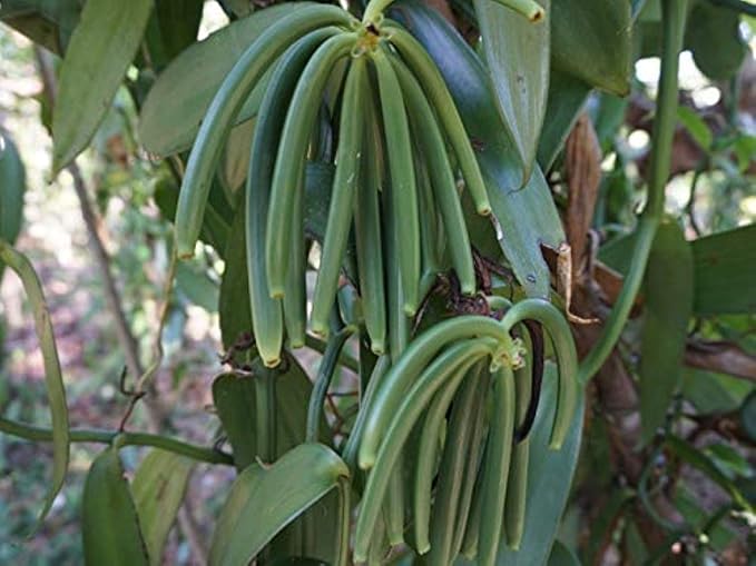 20 Madagascar Organic Vanilla Beans Grade A. Certified USDA Organic. ~6" by FITNCLEAN VANILLA for