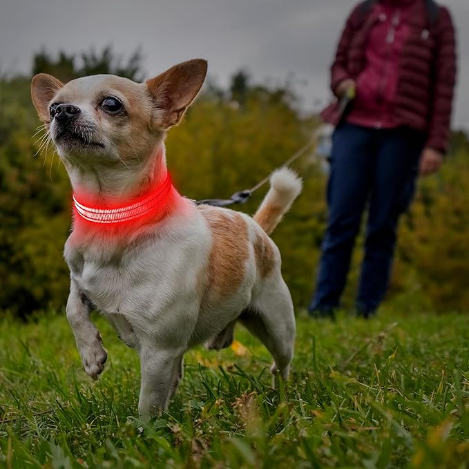 Illumifun Light Up Collar for Small Dogs, USB Rechargeable LED Dog Collar Glow in The Dark