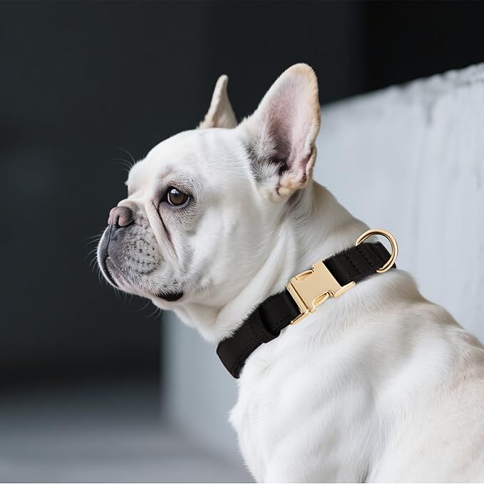 Didog Soft Padded Dog Collar for Large Dogs, Colorful and Durable Pet Collar with Quick Release