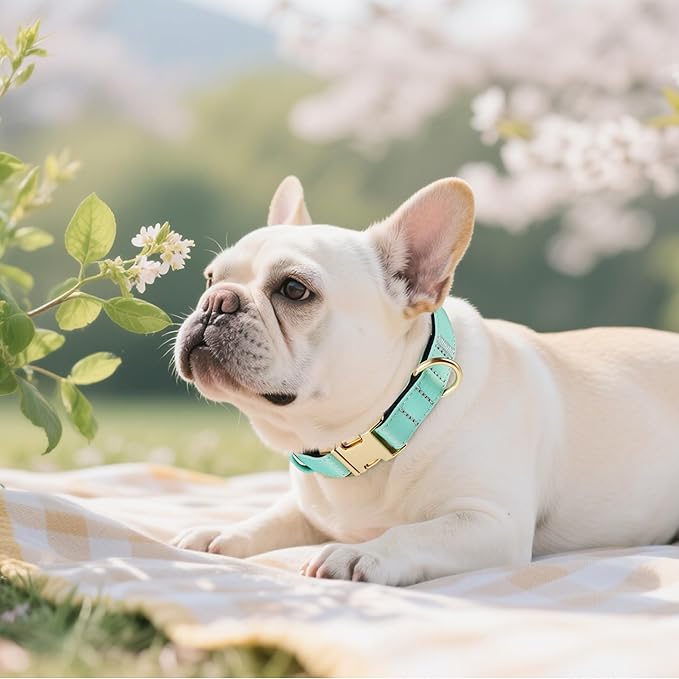 Didog Soft Padded Dog Collar for Large Dogs, Colorful and Durable Pet Collar with Quick Release