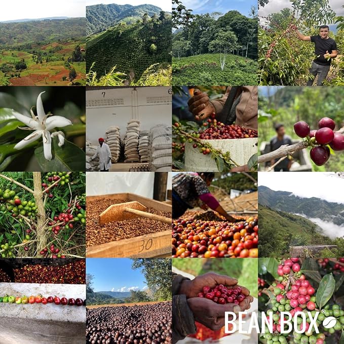 Bean Box Coffee Sampler - Dark Roast, 2-Pack, Whole Bean, Gourmet Coffee