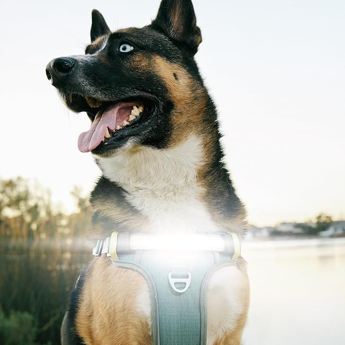 Lumi One- The Only Dog Harness That Lights Your Path at Night! Patent-Pending. Dog Safety Gear