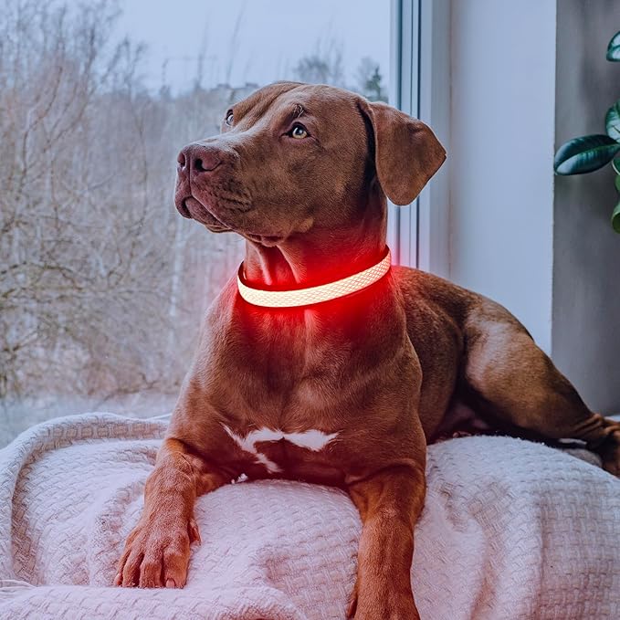 LED Dog Collar, Light Up Dog Collar USB Rechargeable, Brightest Dog Lights for Night Walking