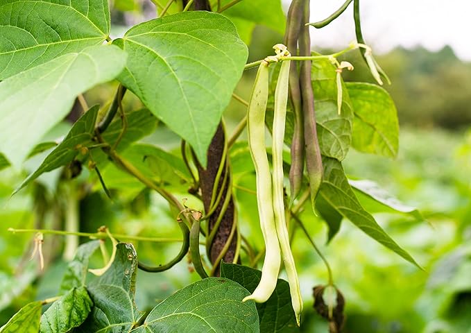 Food to Live Navy Beans, 20 Pounds Raw, Dried, Vegan, Kosher, Whole Small White Kidney Beans in
