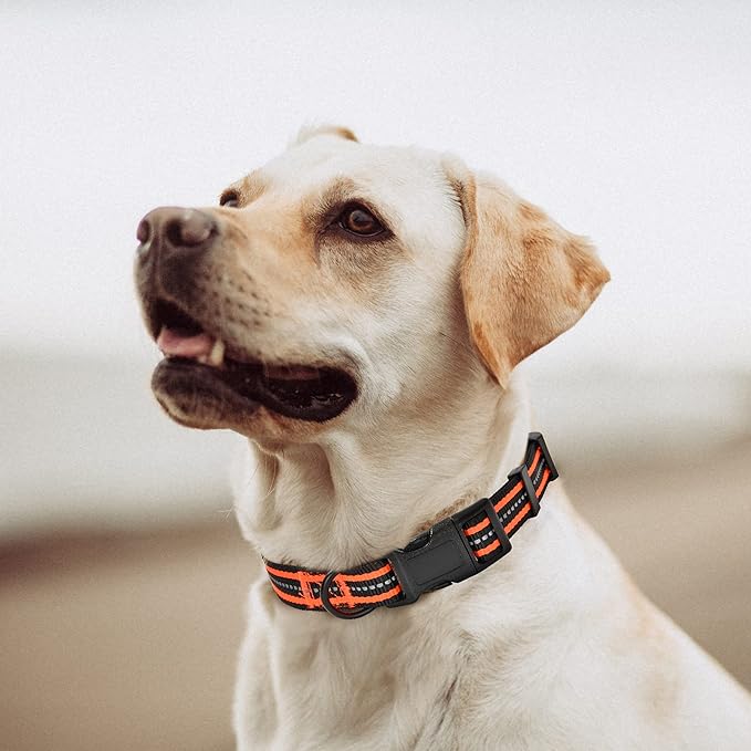 Mile High Life Reflective Dog Collar | Nylon Pet Collars wiith Buckle | Light Weight Puppy Collars