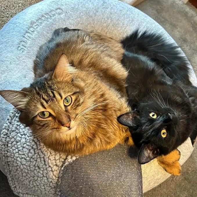 Cattasaurus Peekaboo Cat Cave, Extra Spacious for Multiple & Large Cats 12+ lbs, Scratch Detachable