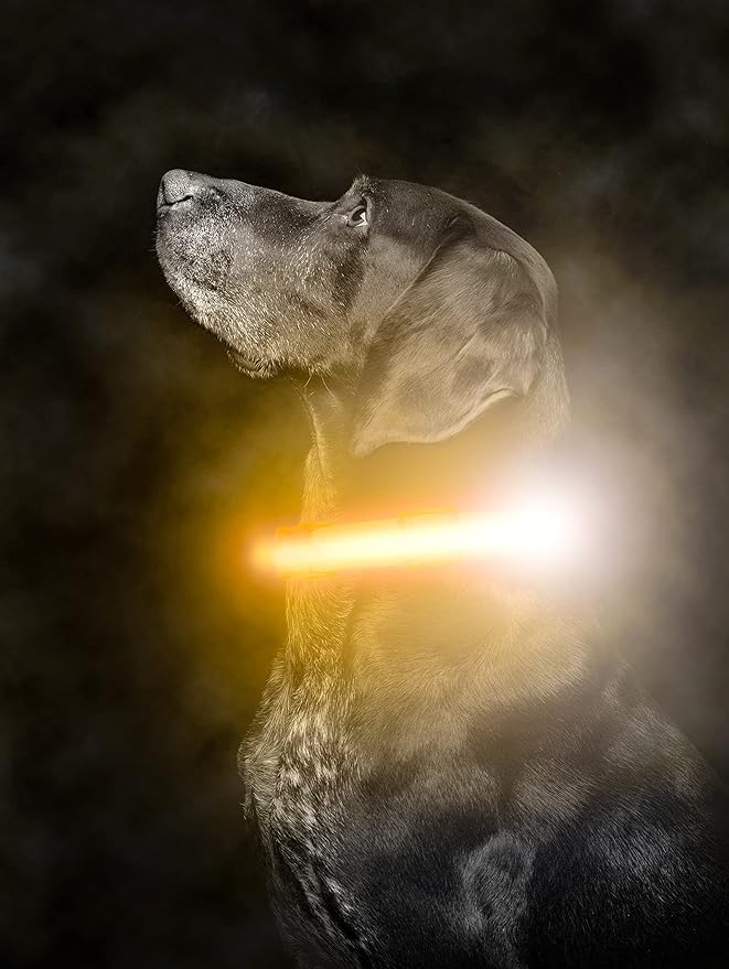 Mighty Paw LED Dog Collar - USB Rechargeable LED - High Visibility Glow Pet Strips - Weather