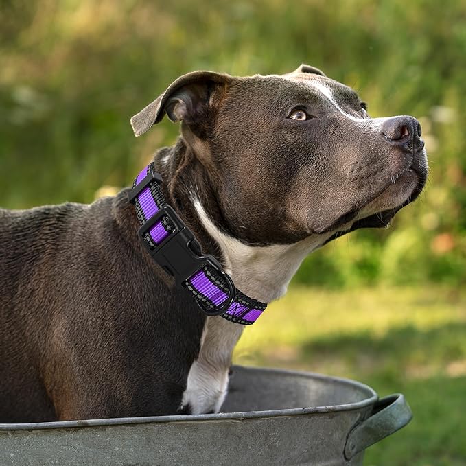 Mile High Life Dog Collar | Nylon Reflective Dog Collars | Light Weight Puppy Collars | Purple Dog